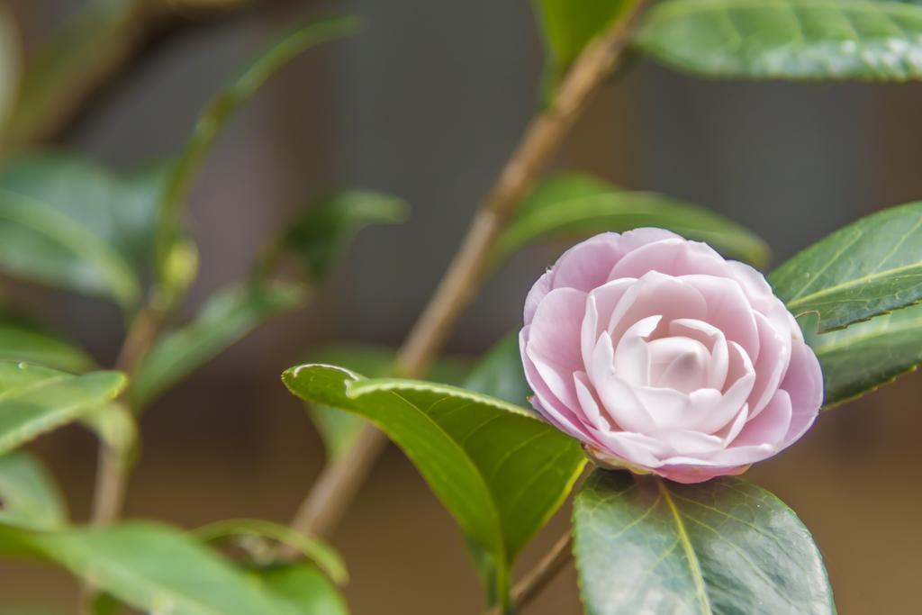 Utsunomiya Grand Hotel Eksteriør bilde